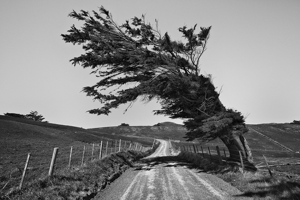 Road & Tree